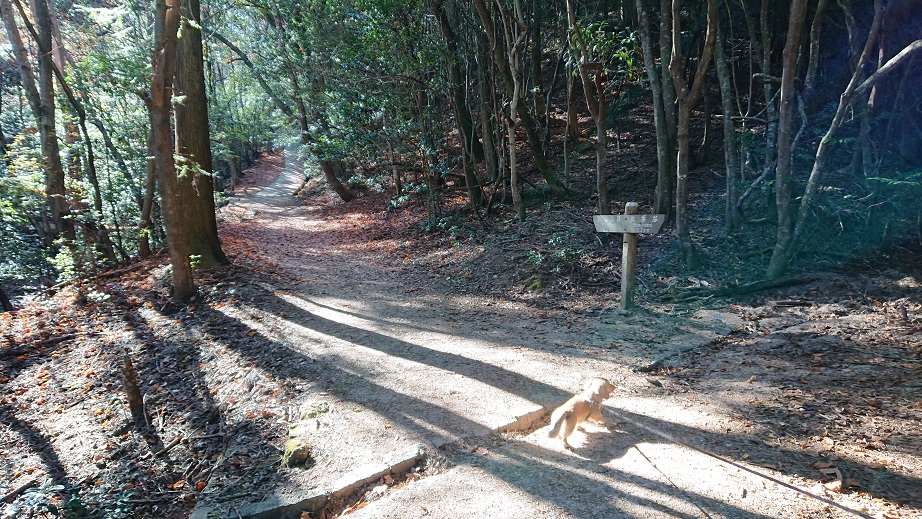 弥山登山道（紅葉谷コース） と犬
