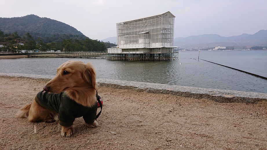 宮島厳島神社に犬連れ観光 食事が出来るカフェや弥山 ペットと泊まれる宿 フェリーも乗れる 日々成長する