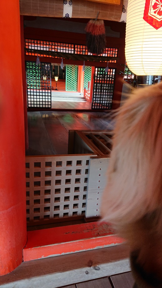 厳島神社と犬