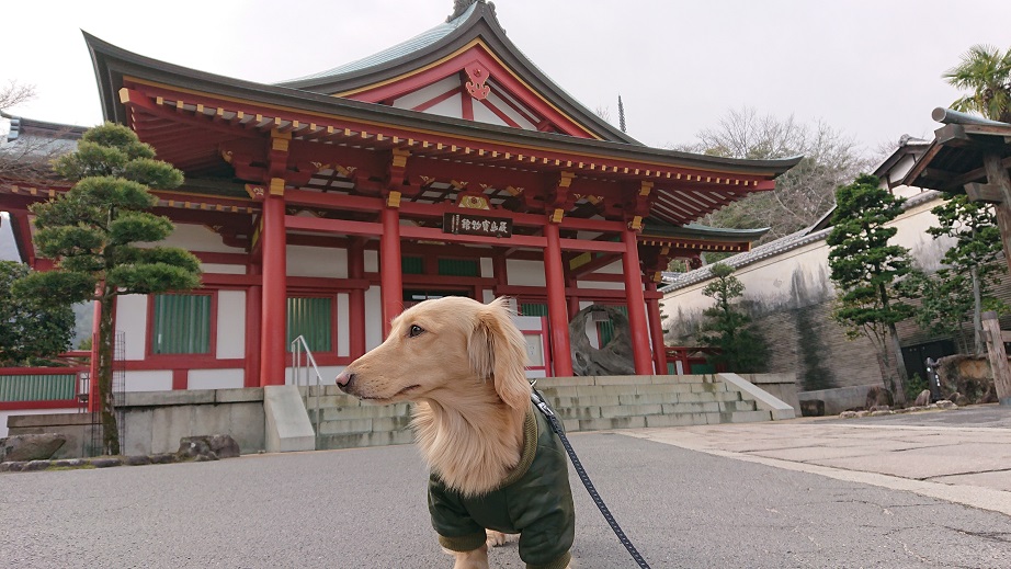 厳島神社宝物館と犬
