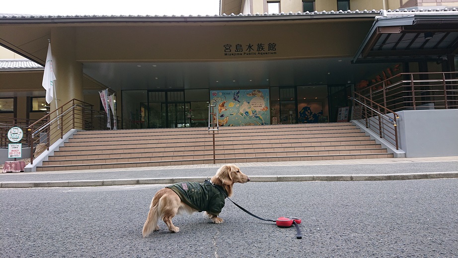 宮島水族館と犬