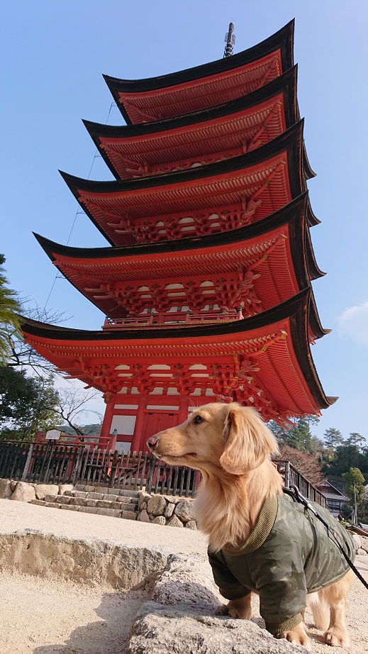 宮島五重塔と犬