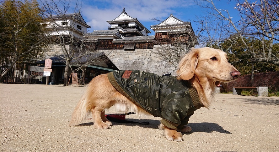 松山城に犬と観光 ランチにパン屋へ お勧めグルメ 道後温泉 今治城も 日々成長する