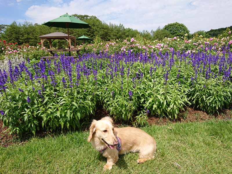 犬連れ観光旅行広島県世羅 香山ラベンダーの丘 世羅高原農場 花の駅せら世羅ゆり園 せら夢公園まで 日々成長する