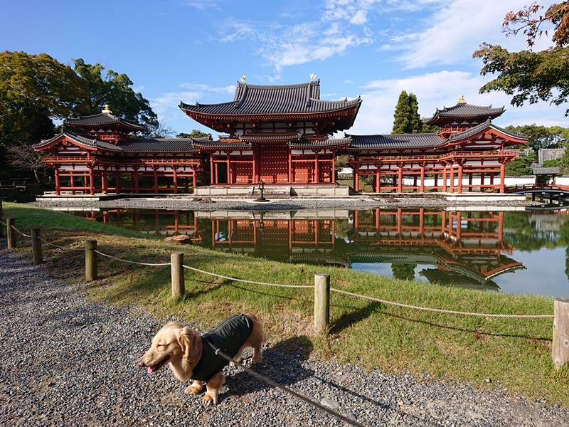 京都市に犬連れおでかけ観光旅行 平等院 伏見稲荷 清水寺 金閣寺 世界遺産とペットと食事が出来る店 日々わんこ日和