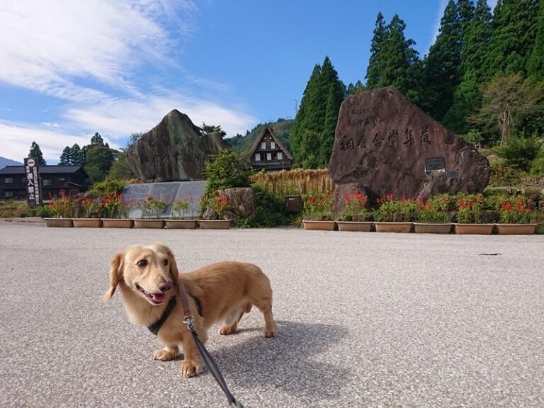 富山県に犬連れおでかけ観光旅行 ペットと食事が出来る店やホテル 観光名所巡り – 日々わんこ日和